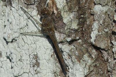 <i>Sympetrum striolatum</i>