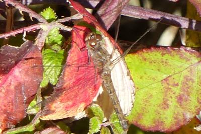 <i>Sympetrum striolatum</i>