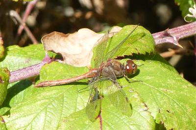 <i>Sympetrum striolatum</i>