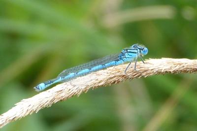 <i>Erythromma lindenii</i>