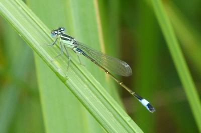 <i>Ischnura elegans</i>