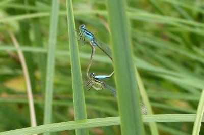 <i>Ischnura elegans</i>