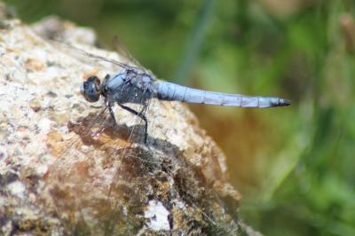 <i>Orthetrum brunneum</i>