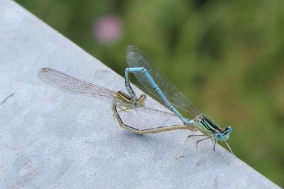 <i>Platycnemis pennipes</i>