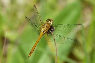<i>Sympetrum sanguineum</i>