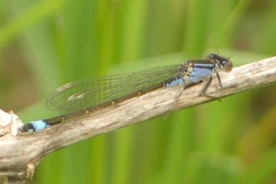 <i>Ischnura elegans</i>