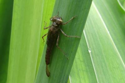 <i>Ischnura elegans</i>