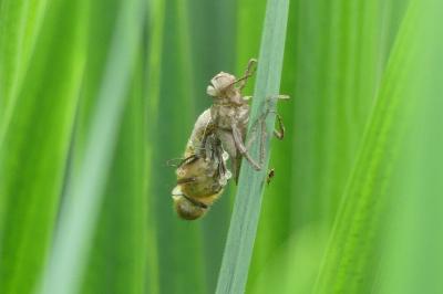 <i>Cordulia aenea</i>