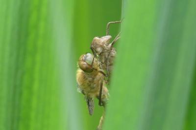 <i>Cordulia aenea</i>