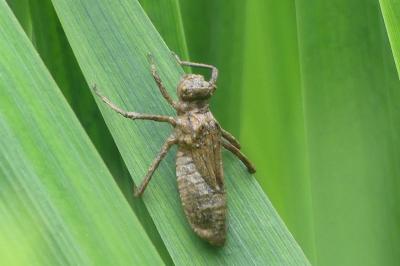<i>Cordulia aenea</i>