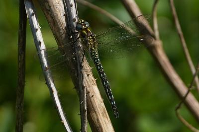 <i>Brachytron pratense</i>
