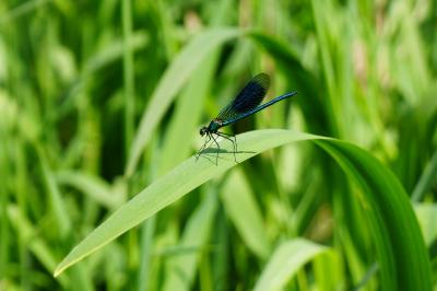<i>Calopteryx splendens</i>