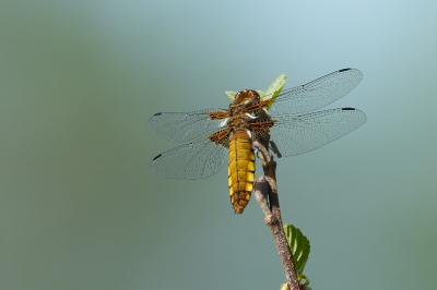 <i>Libellula depressa</i>