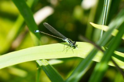 <i>Ischnura elegans</i>