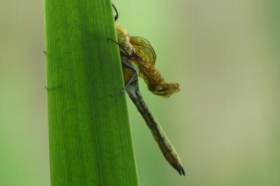 <i>Cordulia aenea</i>
