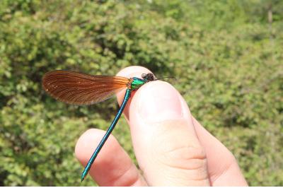 <i>Calopteryx virgo</i>