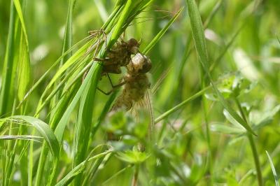 <i>Cordulia aenea</i>