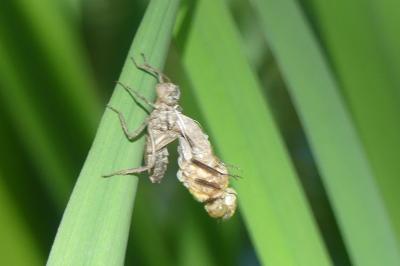 <i>Cordulia aenea</i>