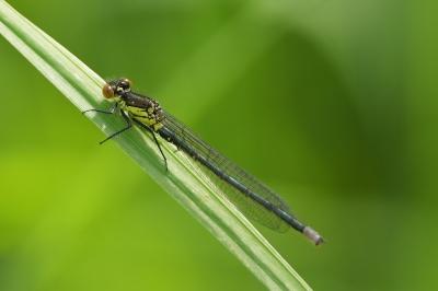 <i>Erythromma najas</i>