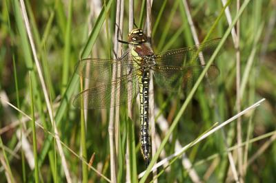 <i>Brachytron pratense</i>
