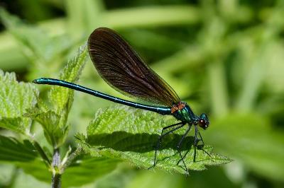 <i>Calopteryx virgo</i>