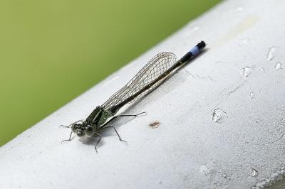 <i>Ischnura elegans</i>