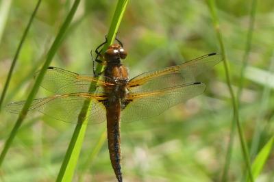 <i>Libellula fulva</i>