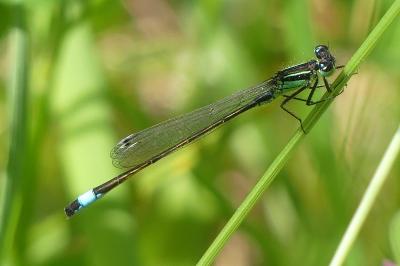 <i>Ischnura elegans</i>