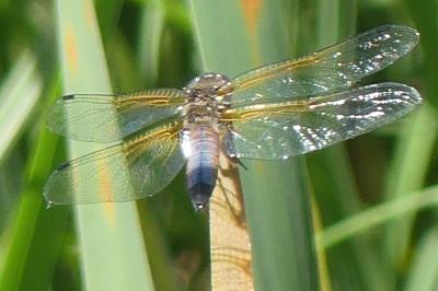 <i>Orthetrum cancellatum</i>