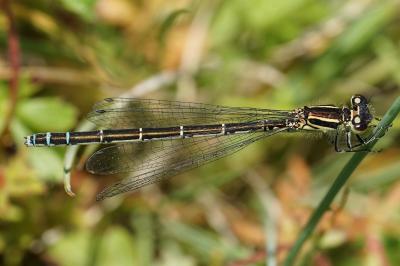 <i>Coenagrion mercuriale</i>
