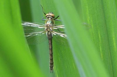 <i>Cordulia aenea</i>
