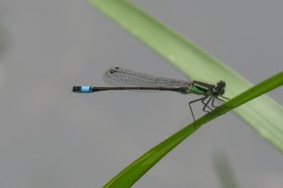 <i>Ischnura elegans</i>