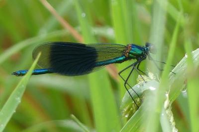 <i>Calopteryx splendens</i>