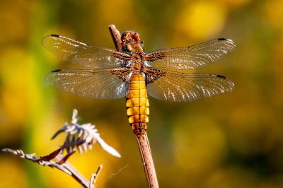 <i>Libellula depressa</i>