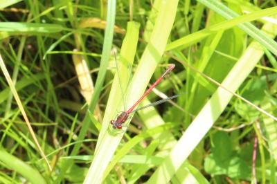 <i>Pyrrhosoma nymphula</i>