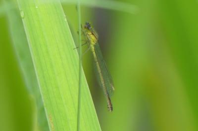 <i>Coenagrion puella</i>