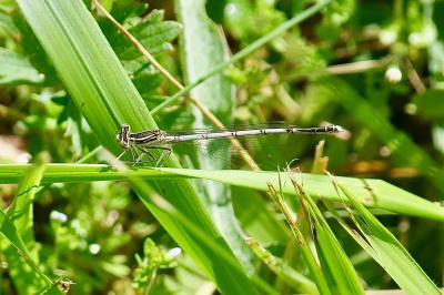 <i>Platycnemis pennipes</i>