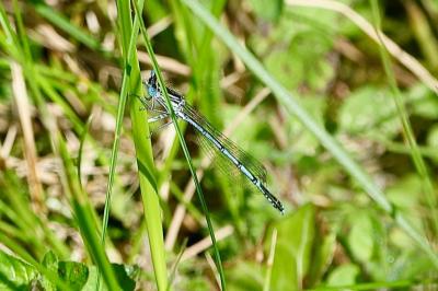<i>Platycnemis pennipes</i>