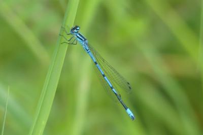 <i>Coenagrion puella</i>