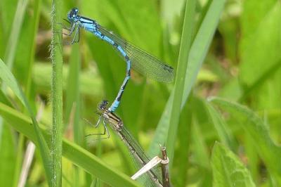 <i>Enallagma cyathigerum</i>