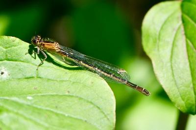 <i>Ischnura elegans</i>