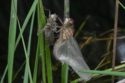 <i>Leucorrhinia caudalis</i>