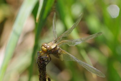 <i>Libellula depressa</i>