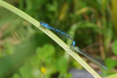 <i>Coenagrion puella</i>