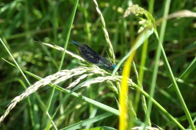<i>Calopteryx splendens</i>
