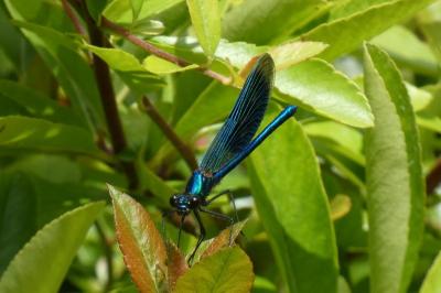 <i>Calopteryx splendens</i>