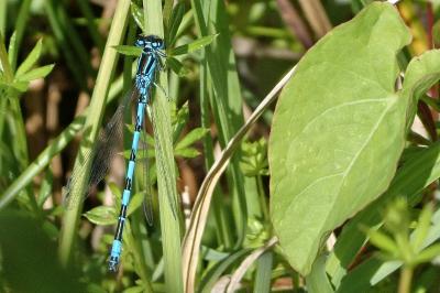 <i>Coenagrion mercuriale</i>