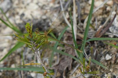 <i>Lestes barbarus</i>