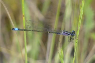 <i>Ischnura elegans</i>