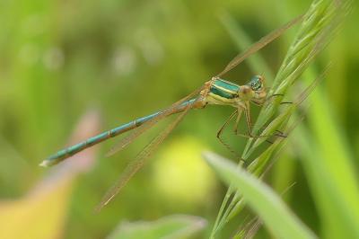 <i>Lestes barbarus</i>
